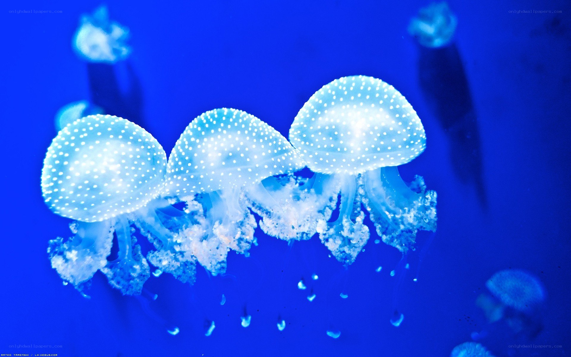 jellyfish in blue water
