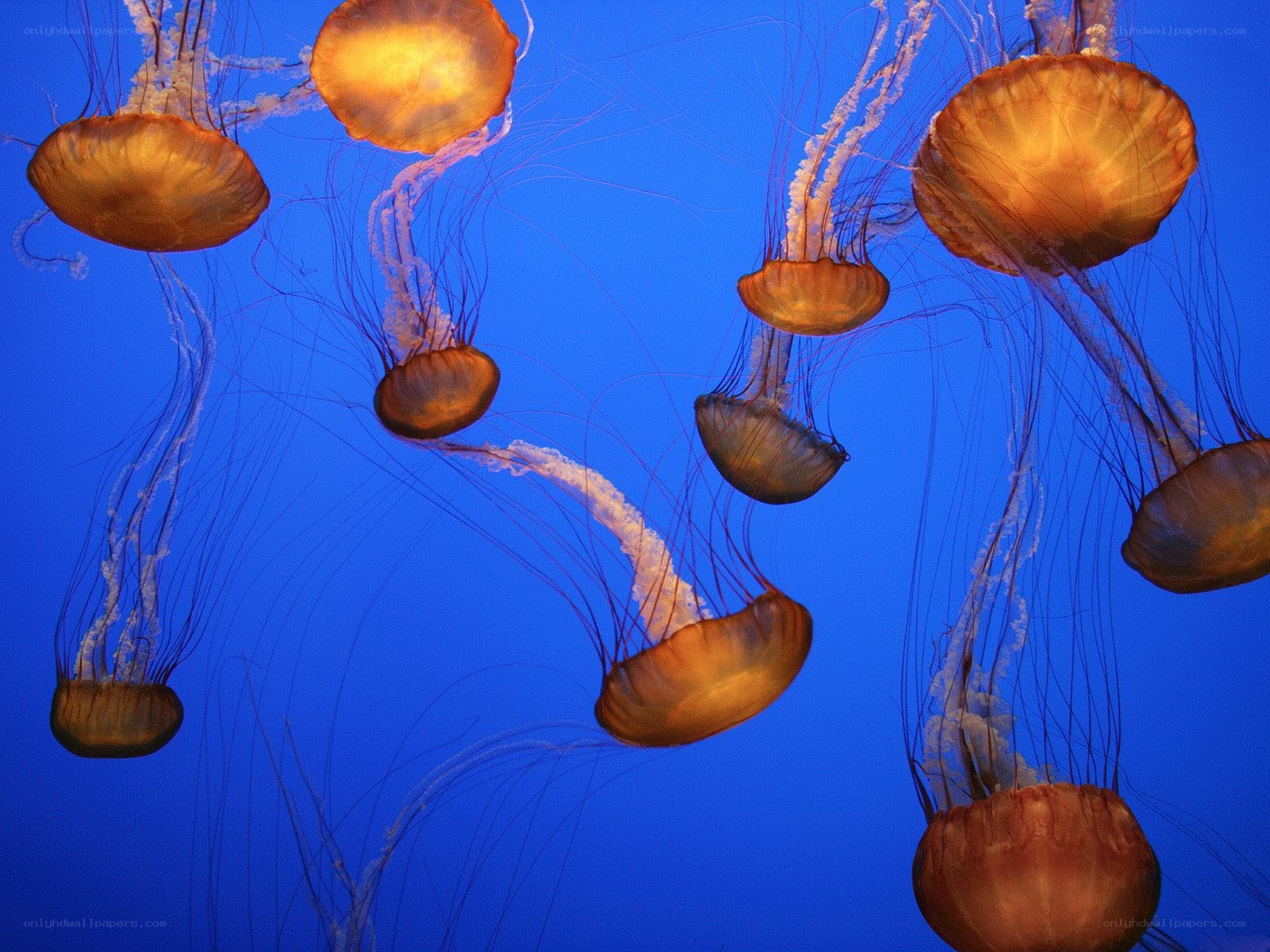 Jellyfish in blue water