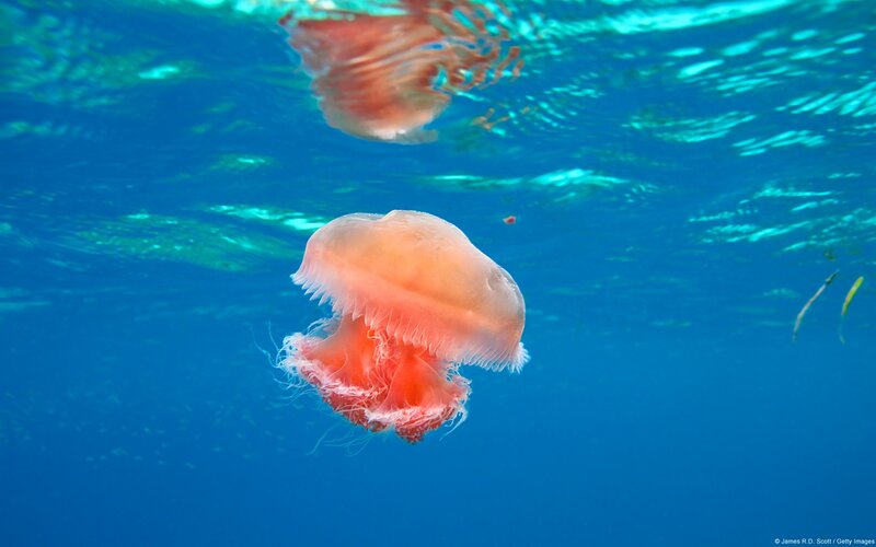 Jellyfish in Blue Water — Serene, Afternoon, Photograph