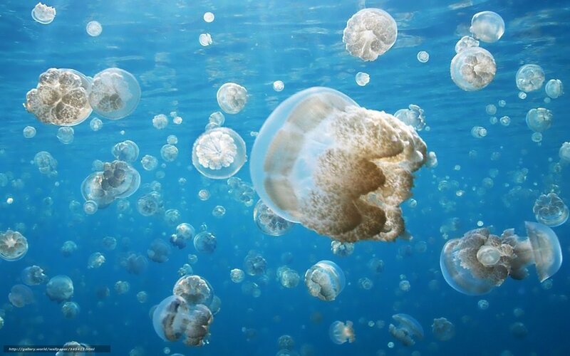 Jellyfish in Blue Water — Serene, Afternoon