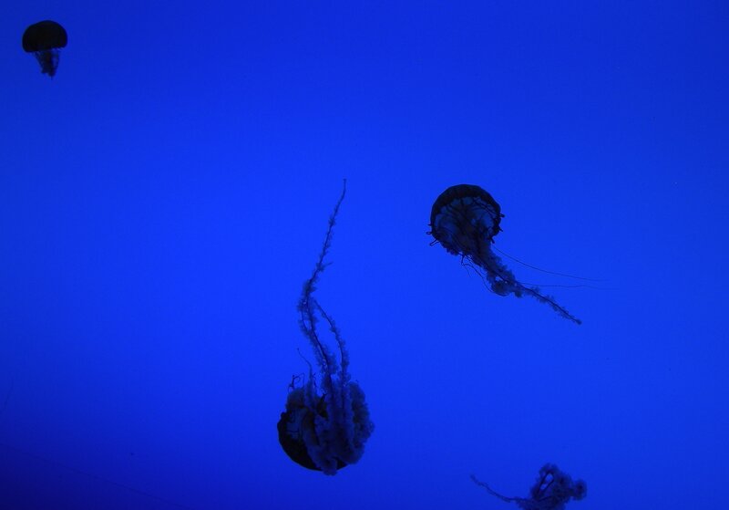 Jellyfish in Blue Water — Serene, Photograph, Aquarium