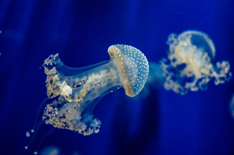 Jellyfish in Blue Water — Serene, Photograph, Blue Water