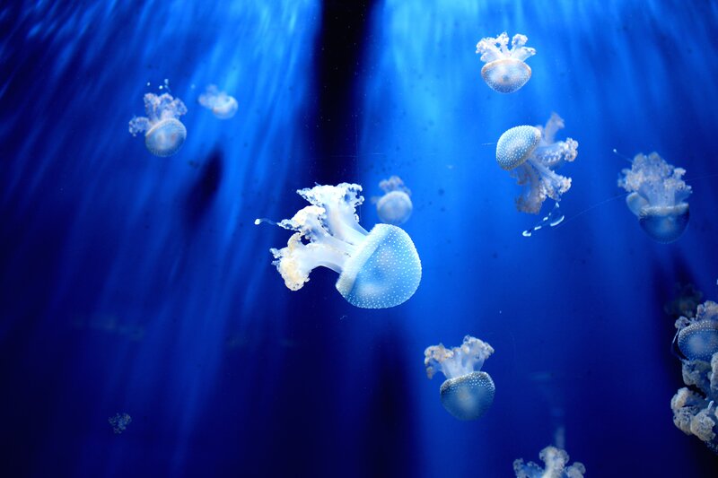 Jellyfish in Blue Water — Serene, Photograph, Light Rays, Bubbles