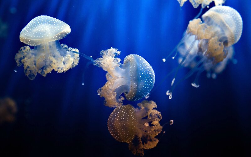 Jellyfish in Blue Water — Serene, Photograph, Light Rays