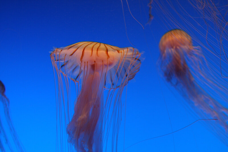 Jellyfish in Blue Water — Serene, Photograph, Ocean, Tentacles, Blue Background