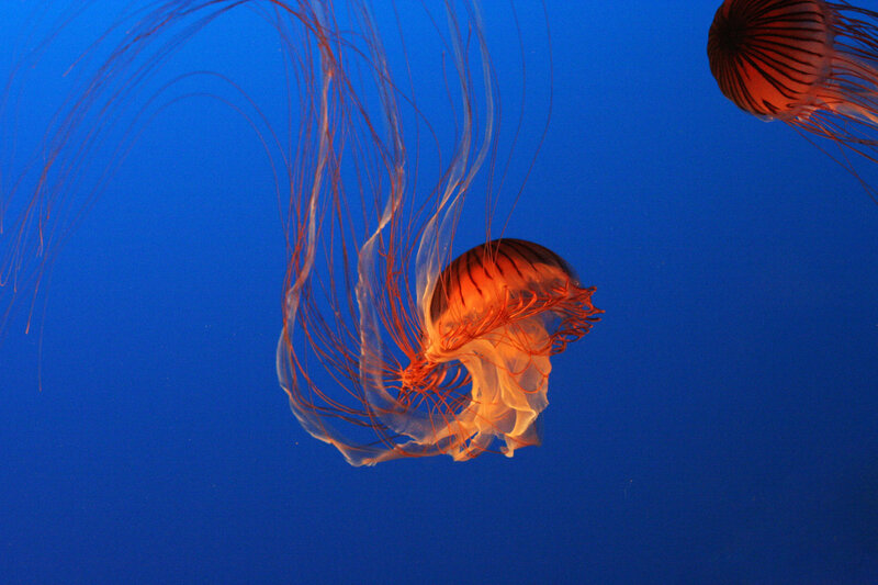 Jellyfish in Blue Water — Serene, Photograph, Ocean, Tentacles, Orange