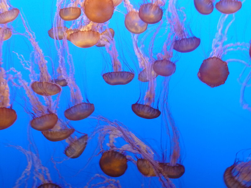 Jellyfish in Blue Water — Serene, Photograph, Tentacles, Aquarium, Light, Brown