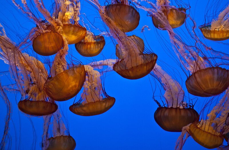 Jellyfish in Blue Water — Serene, Photograph, Tentacles, Aquarium, Light