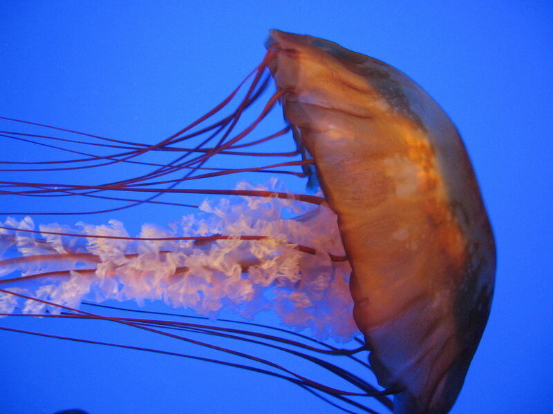 Jellyfish in Blue Water — Serene, Photograph, Tentacles, Bell, Blue Background