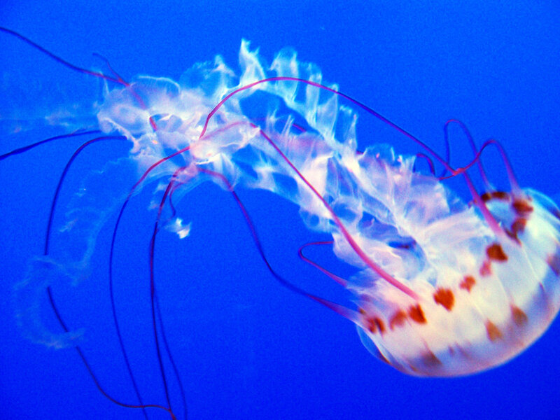 Jellyfish in Blue Water — Serene, Photograph, Tentacles, Bell, Ocean