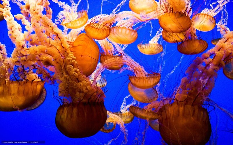 Jellyfish in Blue Water — Serene, Photograph, Tentacles, Ocean, Light