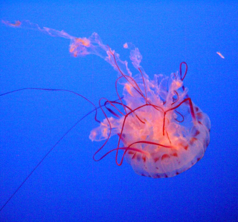 Jellyfish in Blue Water — Serene, Photograph, Tentacles, Ocean, Light, White