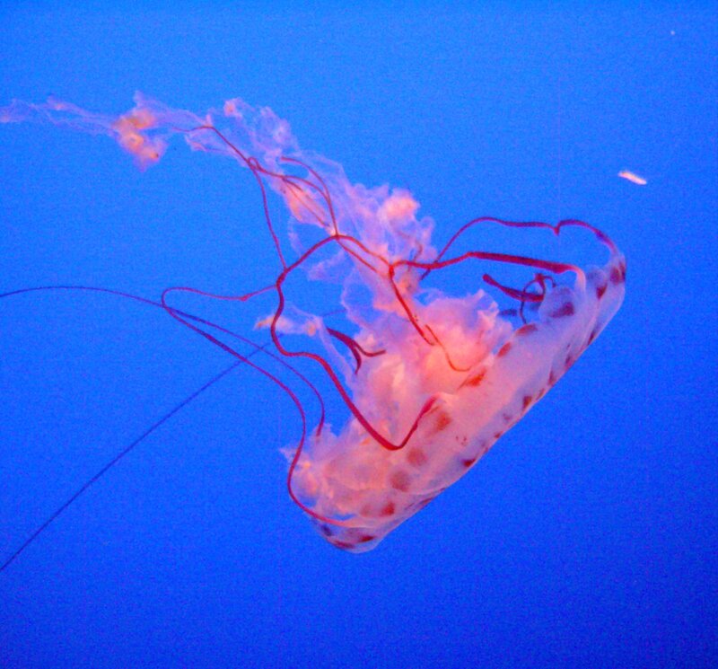 Jellyfish in Blue Water — Serene, Photograph, Tentacles, Ocean, Pink