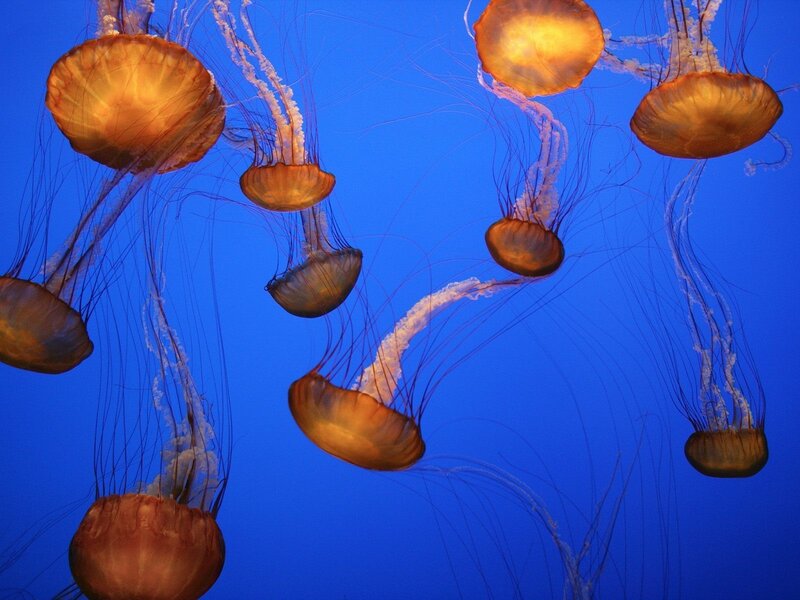 Jellyfish in Blue Water — Serene, Photograph, Tentacles, Ocean