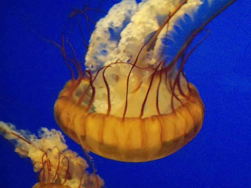 Jellyfish in Blue Water — Serene, Photograph