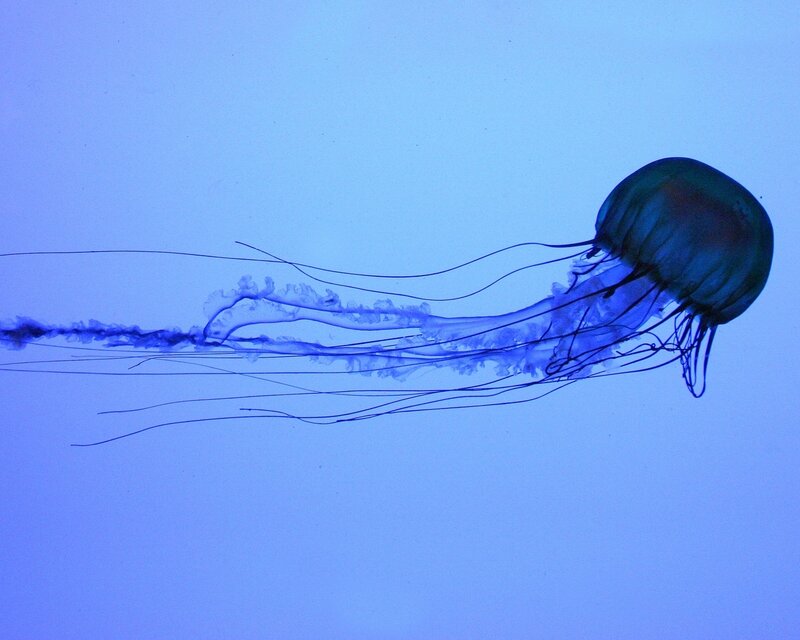 Jellyfish in Blue Water — Serene, Tentacles
