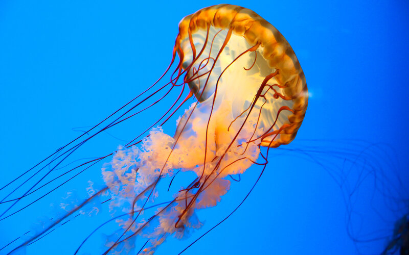 Jellyfish in Blue Water — Serene