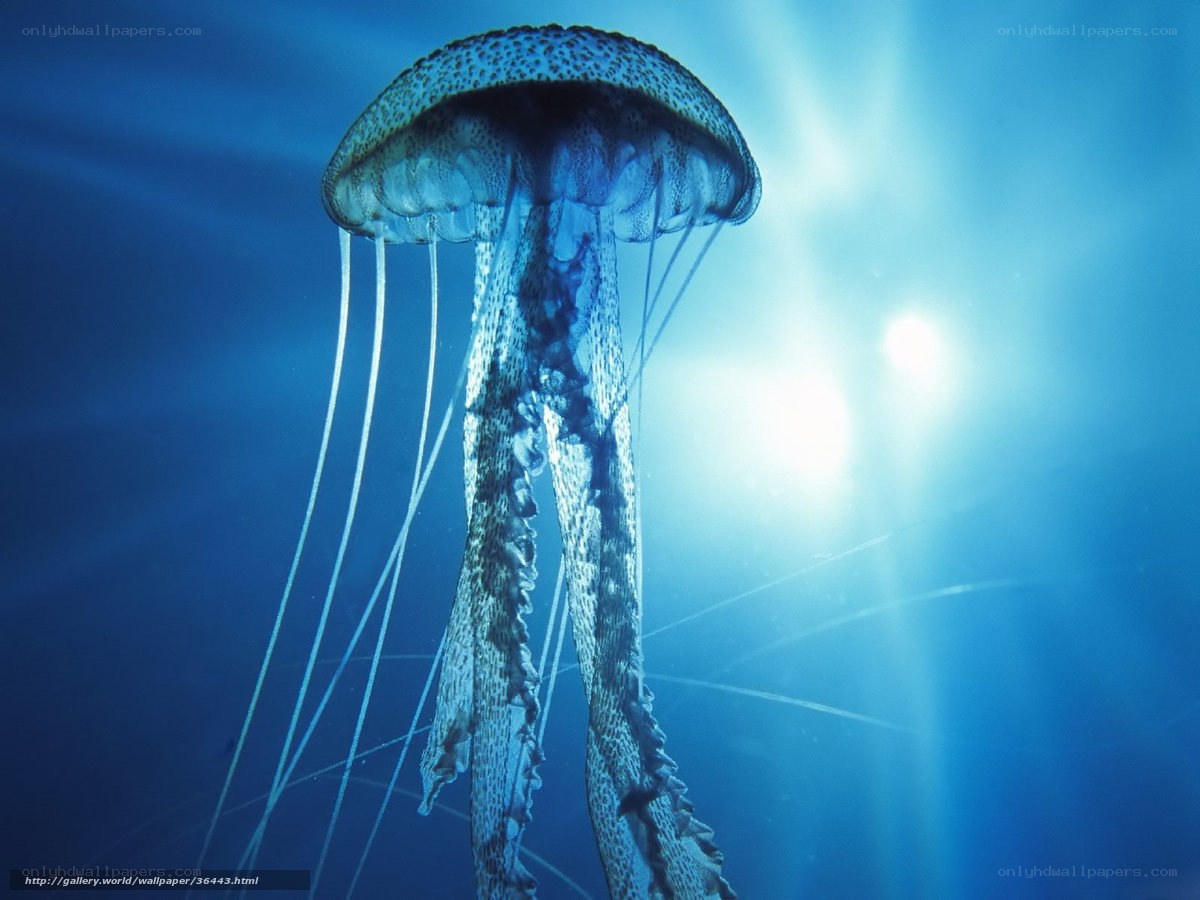 Jellyfish in blue water