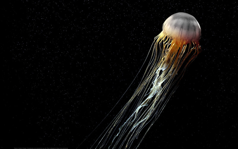 jellyfish in dark water