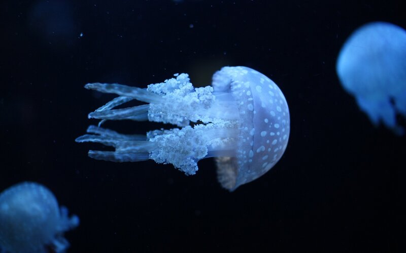 Jellyfish in dark water