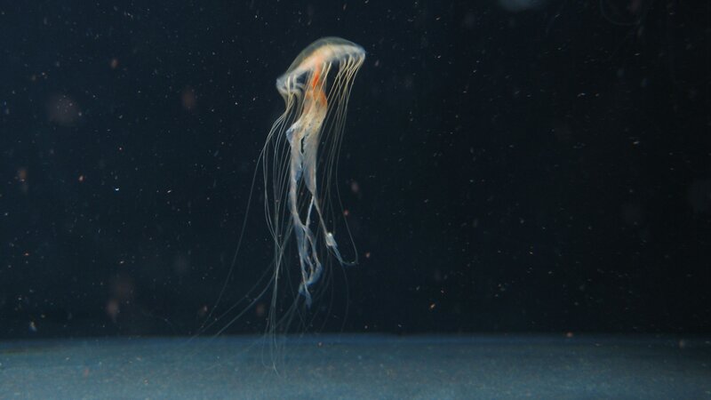 Jellyfish in dark water