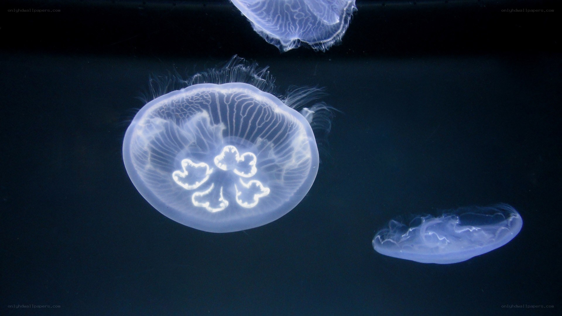 Jellyfish in dark water