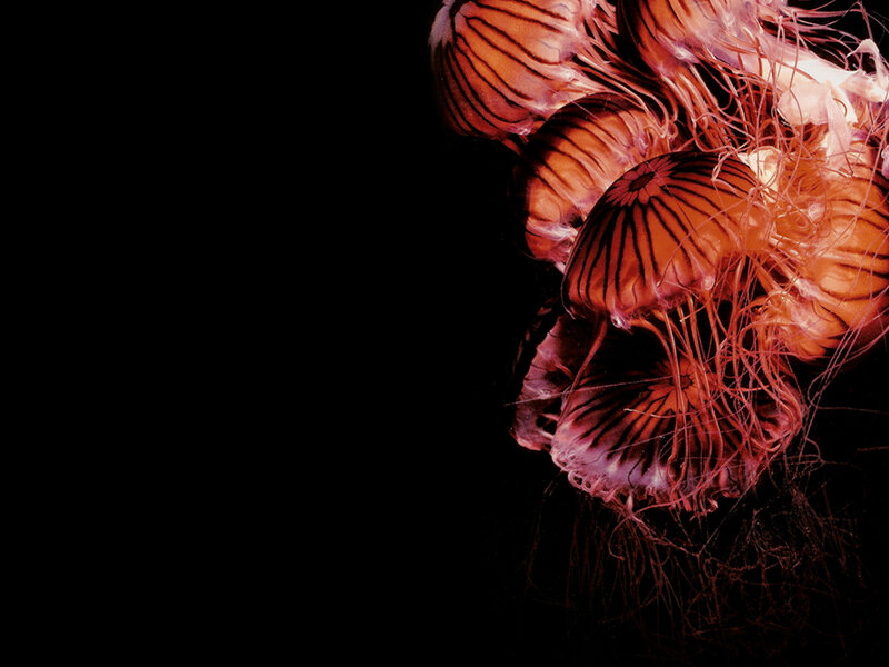 jellyfish in dark water
