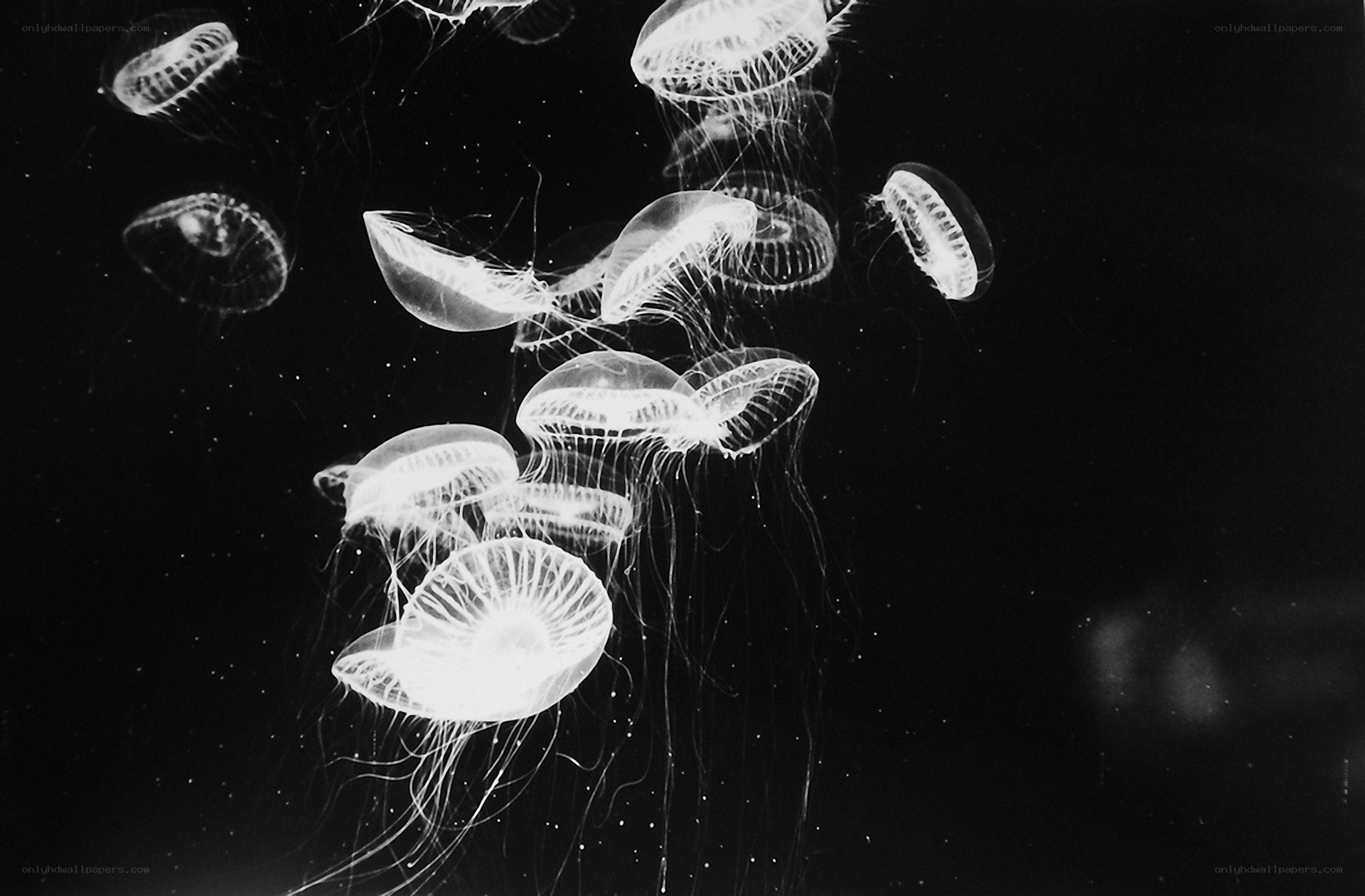 Jellyfish in dark water