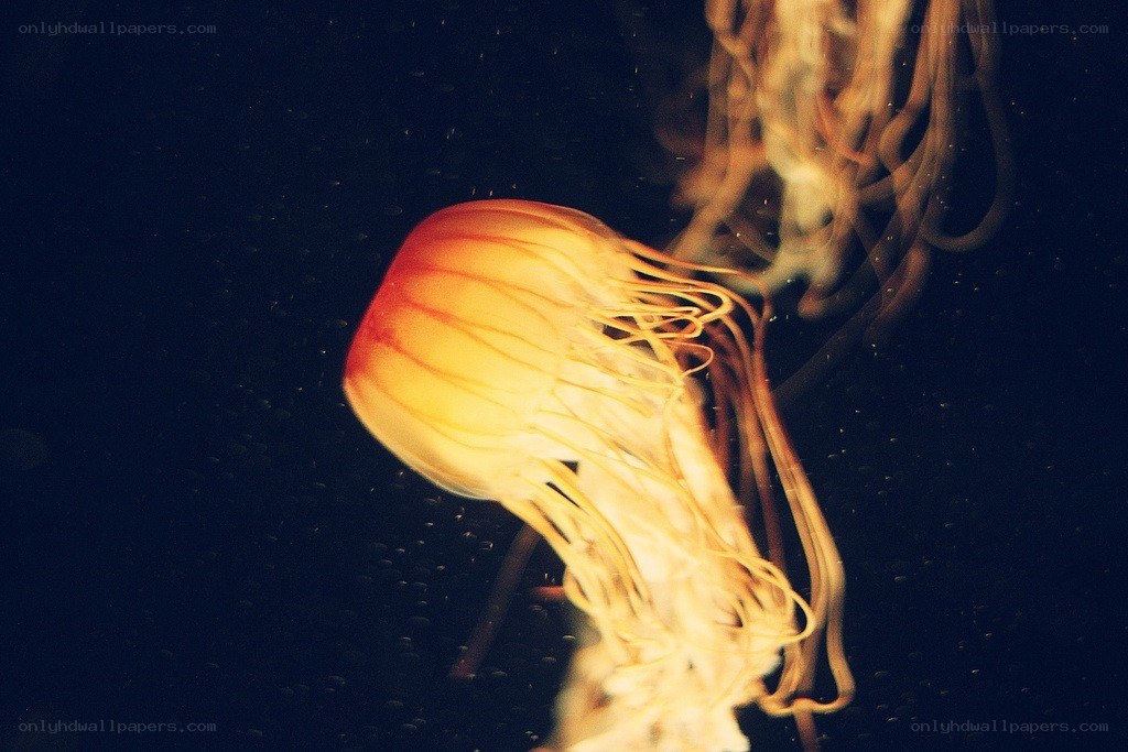 Jellyfish in dark water