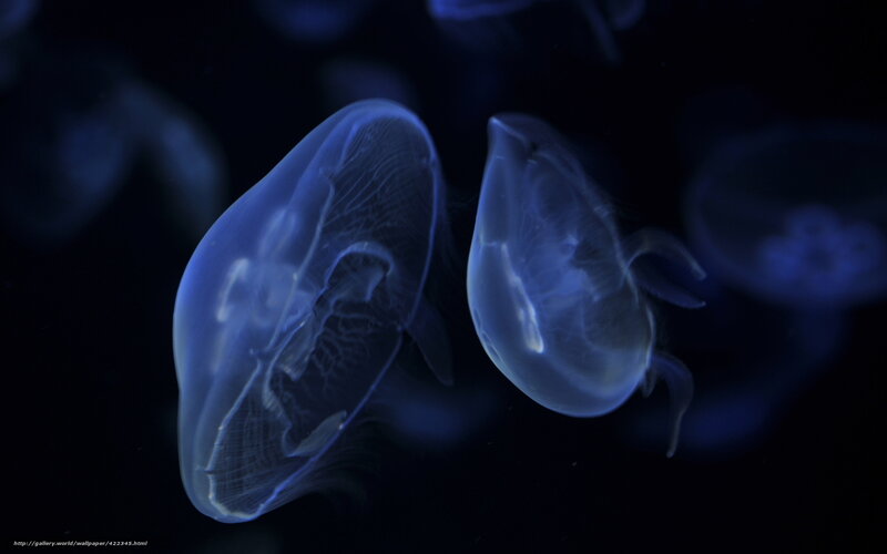 Jellyfish in dark water