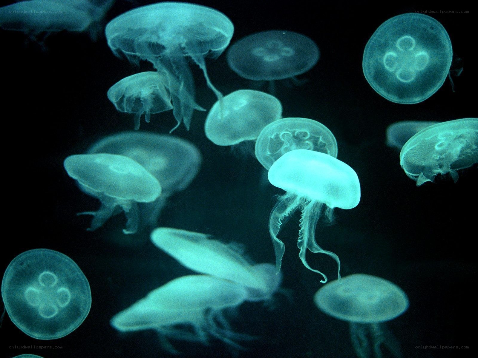 Jellyfish in dark water