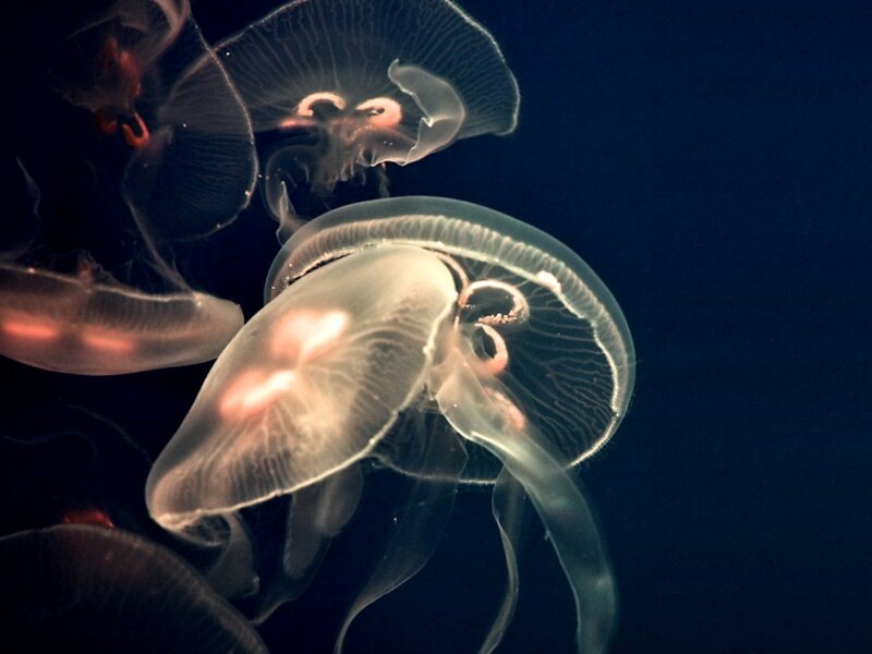 Jellyfish in dark water