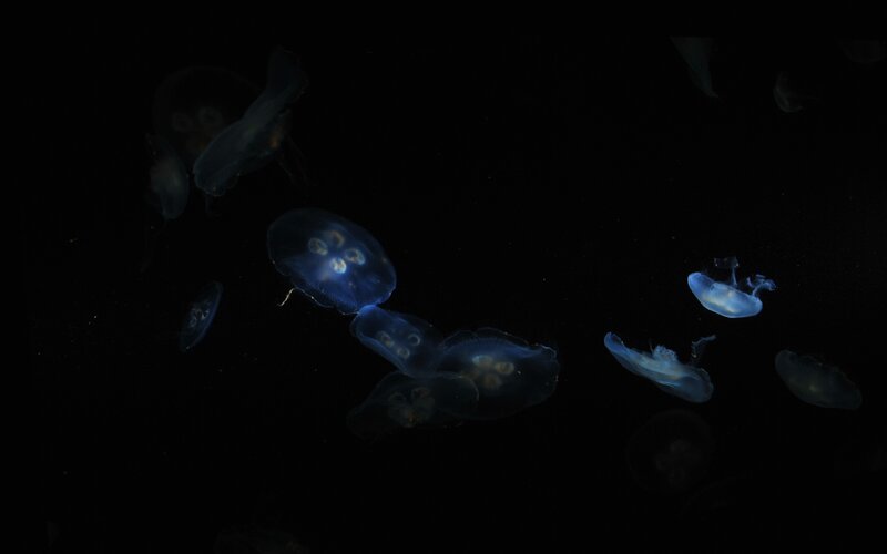 Jellyfish in dark water