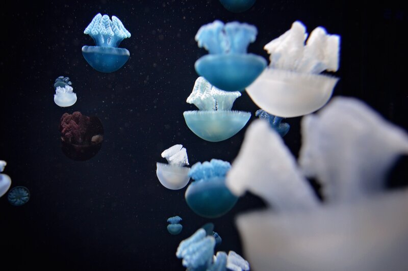 Jellyfish in dark water