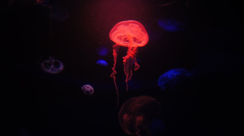 Jellyfish in Dark Water — Black, Dramatic