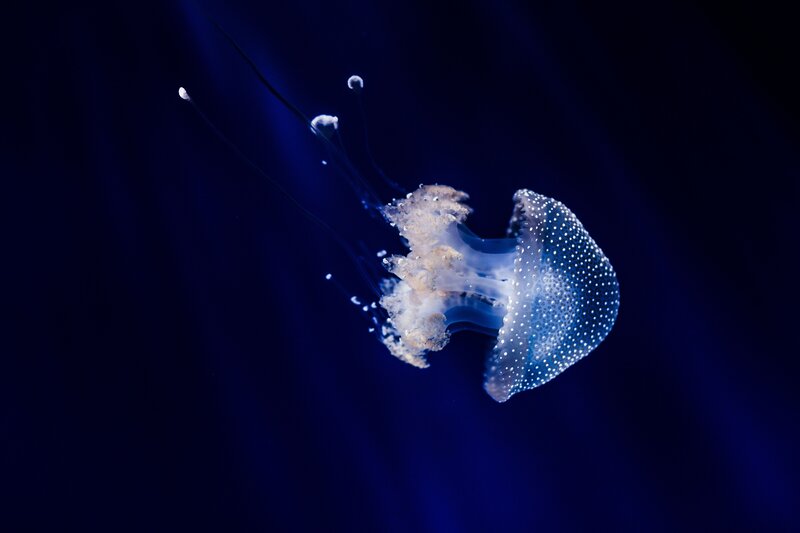 Jellyfish in Dark Water — Blue, Serene, Night