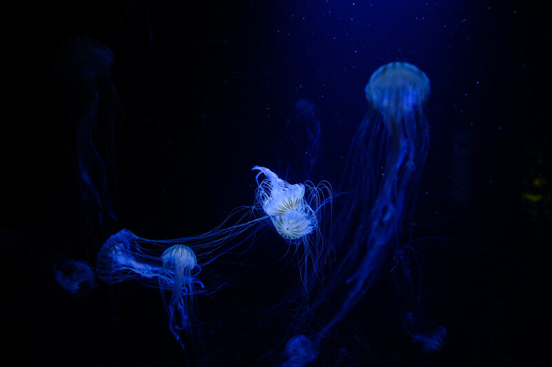 Jellyfish in Dark Water — Blue, Serene
