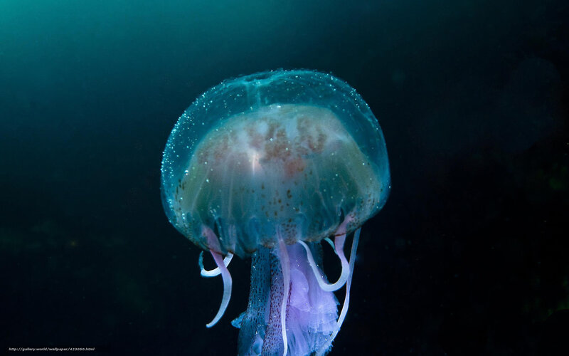 Jellyfish in Dark Water — Blue