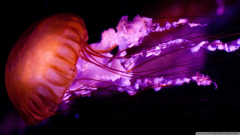 Jellyfish in Dark Water — Purple, Dramatic, Night