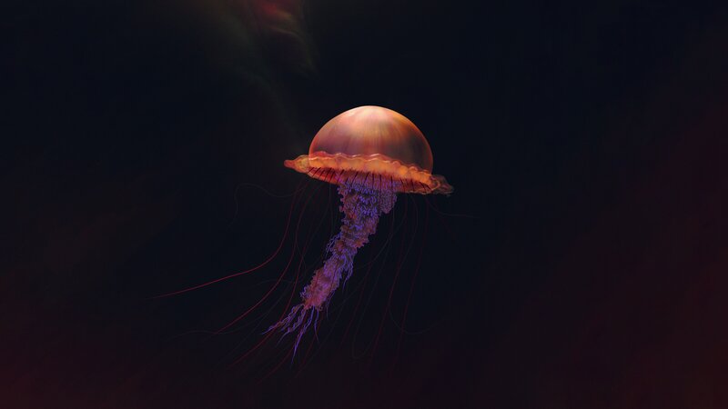 Jellyfish in Dark Water — Purple, Dramatic