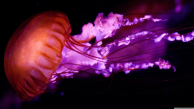 Jellyfish in Dark Water — Purple