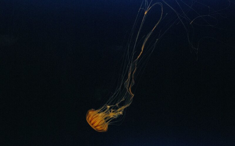 Jellyfish in Dark Water — Yellow