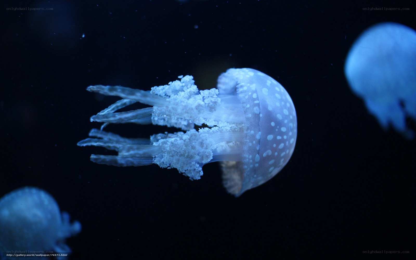 jellyfish in dark water