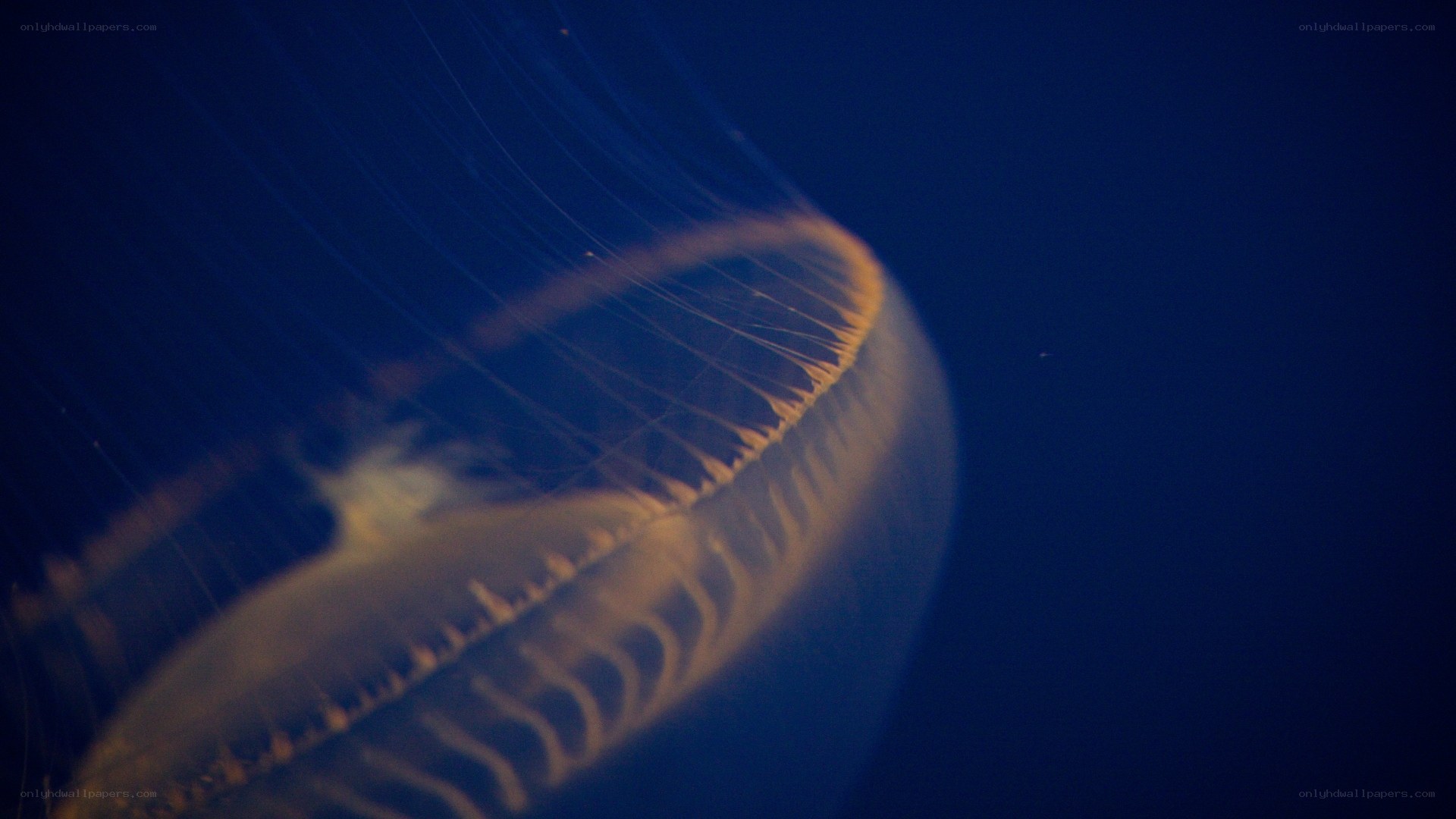 jellyfish in deep blue water