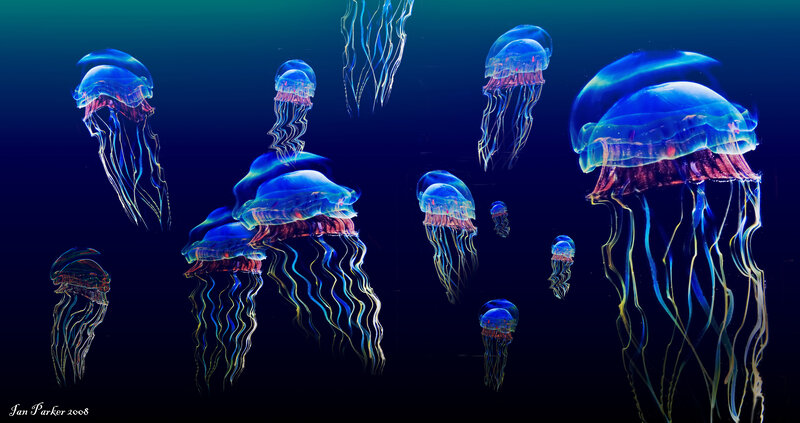 Jellyfish in deep blue water