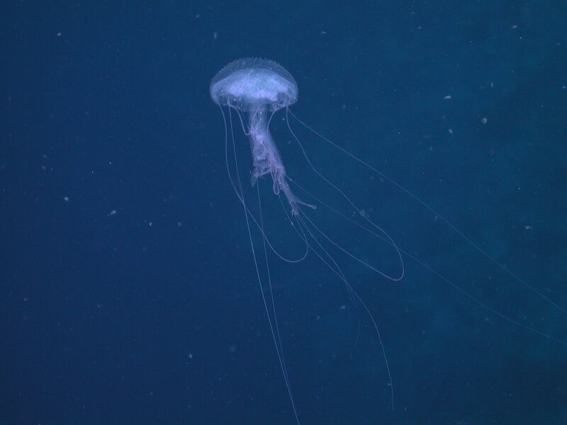 Jellyfish in deep blue water