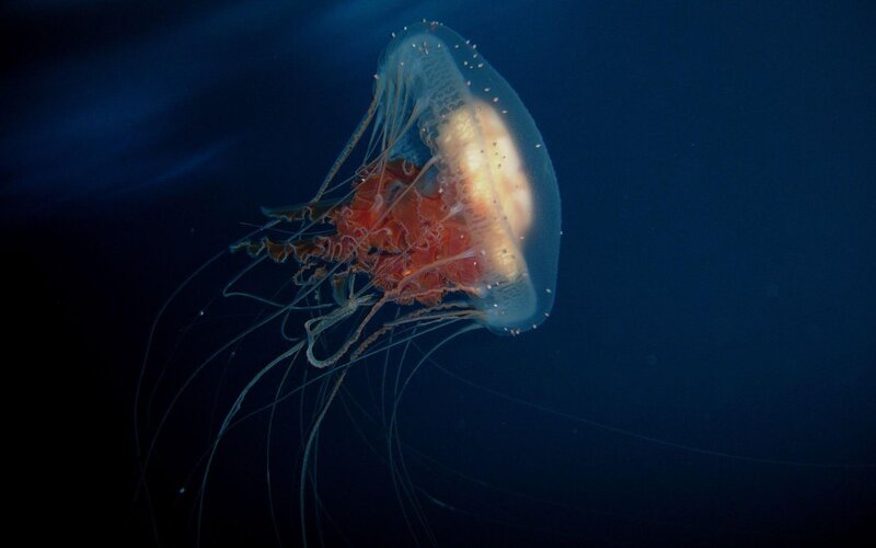 Jellyfish in deep blue water