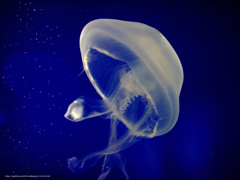 Jellyfish in deep blue water