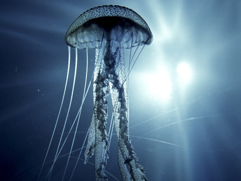 Jellyfish in deep blue water