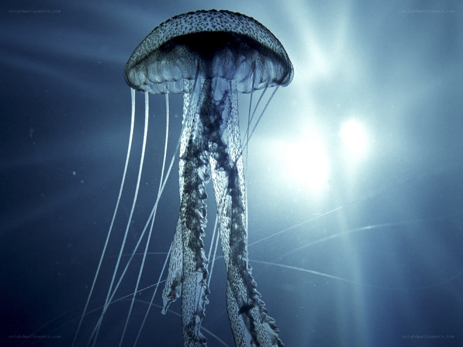 Jellyfish in deep blue water